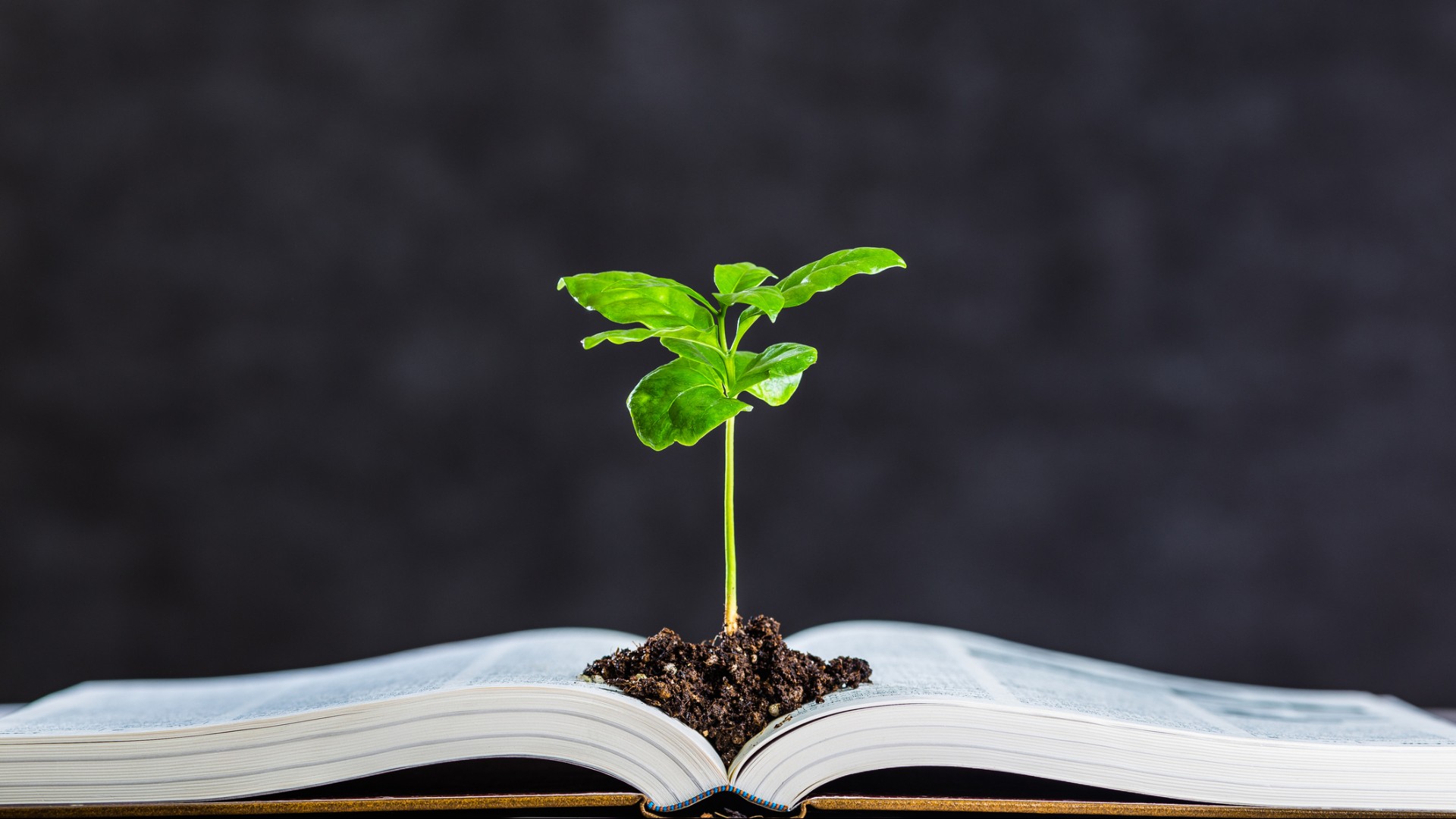 Qual é a relevância do Direito Ambiental na atualidade?