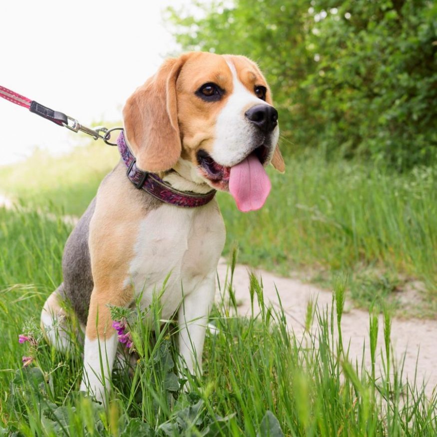 É proibida a aplicação de multa condominial por transportar cachorro na coleira em áreas comuns