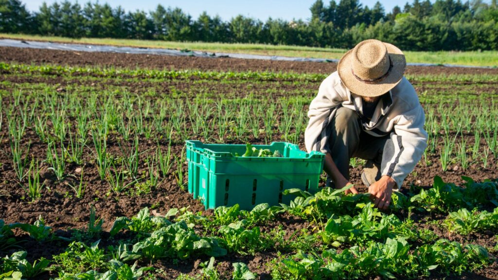 Quais são as principais forma de trabalho no campo?
