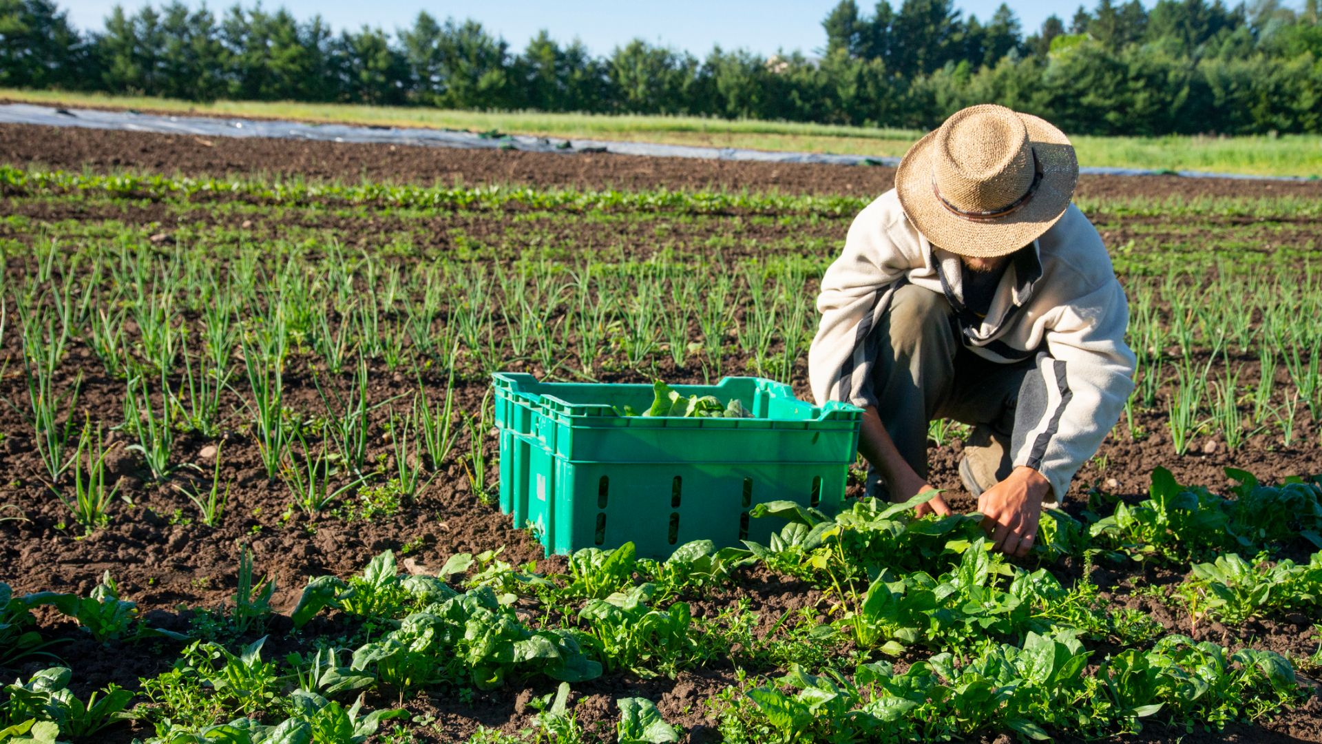Quais são as principais forma de trabalho no campo?
