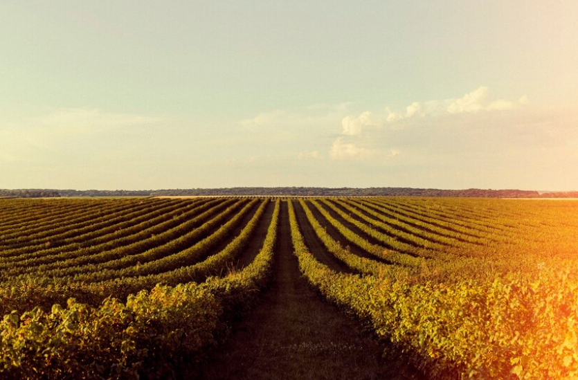 Direito do Agronegócio: Uma análise da importância do contrato agrário